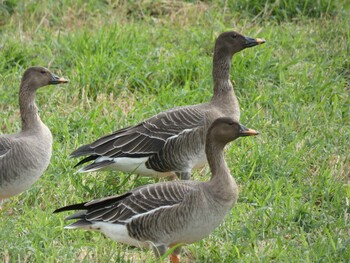 Taiga Bean Goose Yoron Island Wed, 11/17/2021