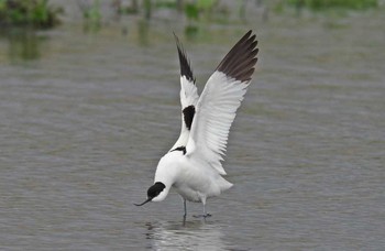 Pied Avocet Unknown Spots Sun, 5/14/2017