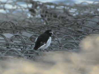 2021年10月11日(月) 芝川第一調節池(芝川貯水池)の野鳥観察記録