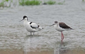 Pied Avocet Unknown Spots Sun, 5/14/2017