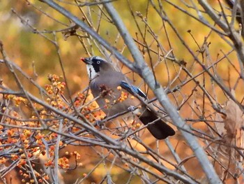 2021年11月16日(火) 草津温泉ホテルヴィレッジの野鳥観察記録