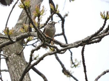 Sat, 5/13/2017 Birding report at 市来知神社