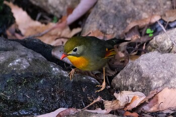 ソウシチョウ 東京都 2021年11月19日(金)