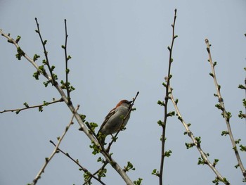 Russet Sparrow 市来知神社 Sat, 5/13/2017