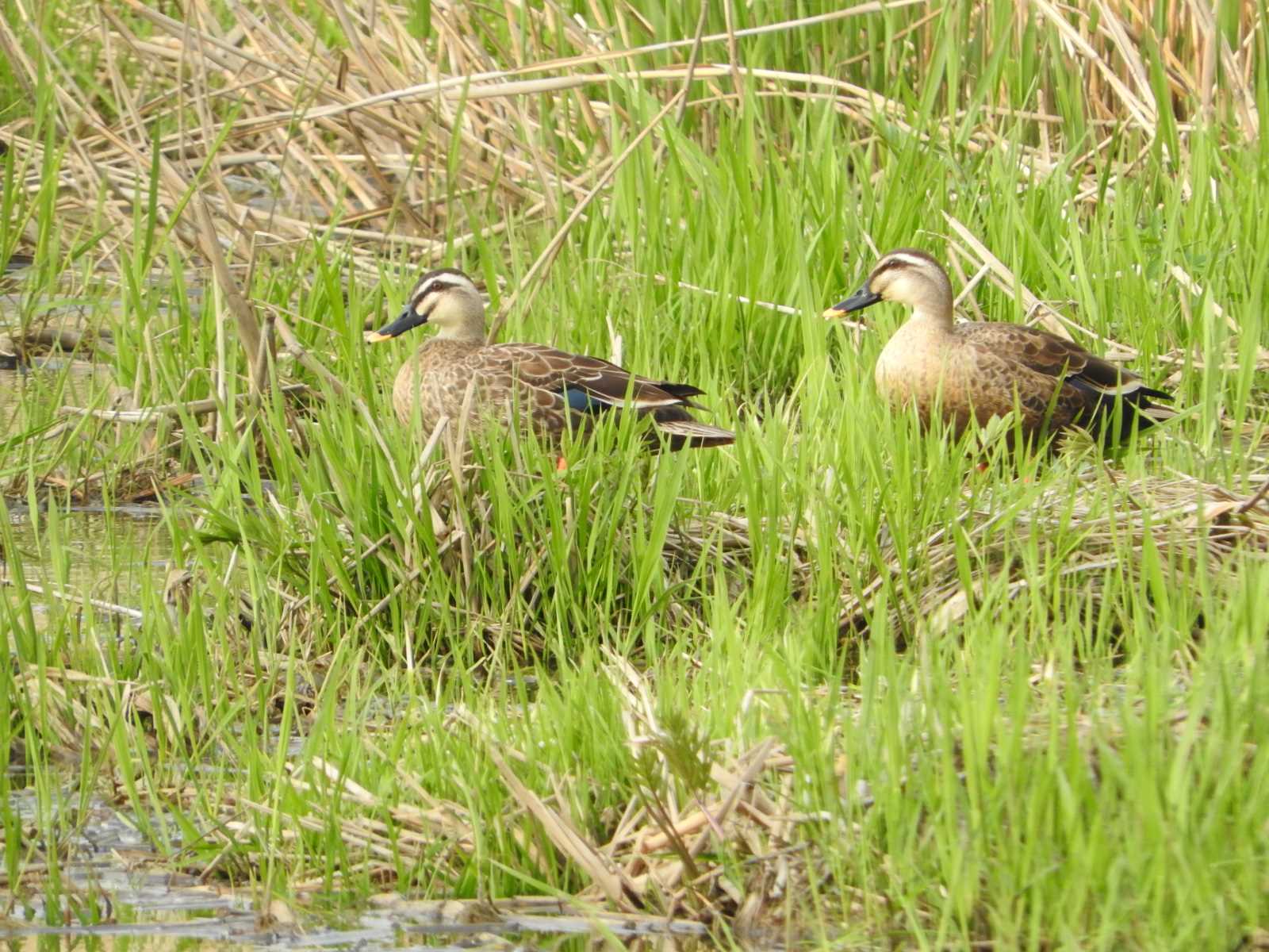 Mallard