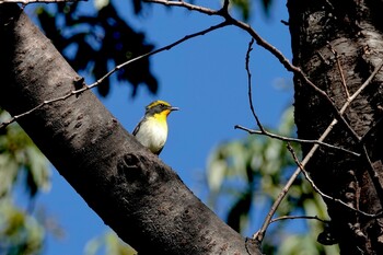 キビタキ 伊佐沼公園 2021年10月20日(水)