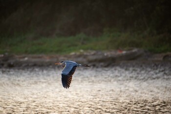 Grey Heron 江奈湾干潟(神奈川県三浦市) Fri, 11/19/2021