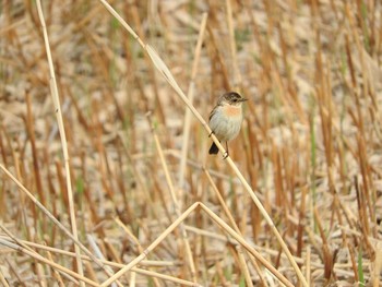 Sat, 5/13/2017 Birding report at 宮島沼