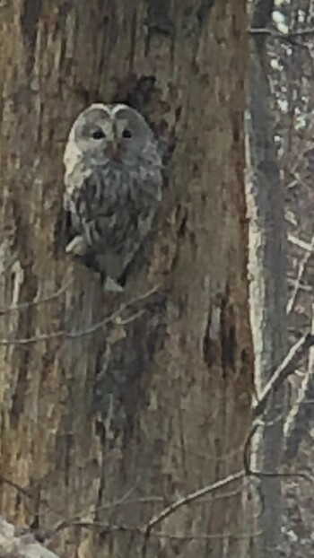 Ural Owl(japonica) 北海道 Fri, 11/19/2021