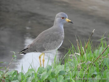 Grey-headed Lapwing 恩智川治水緑地 Fri, 11/19/2021