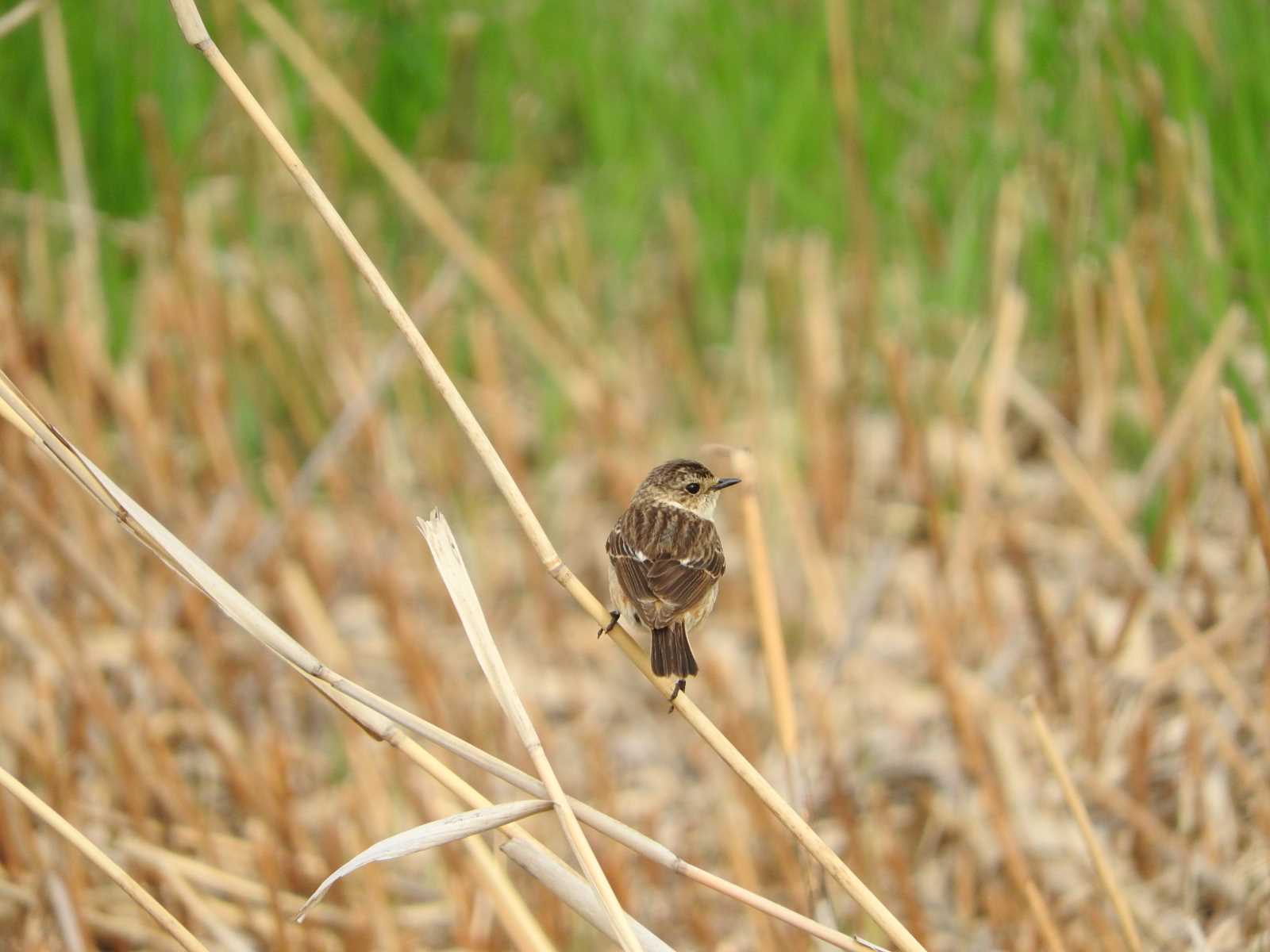 Untitled Photo by ぴよお