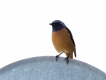 2021年11月18日(木) 知立市猿渡川の野鳥観察記録