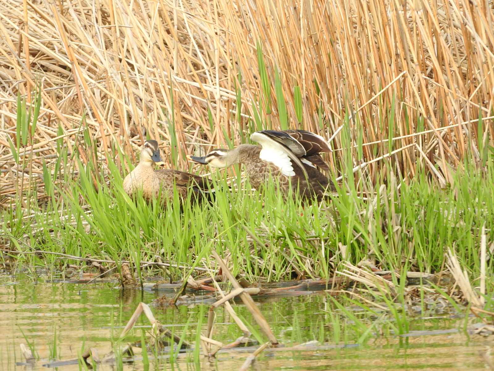 Greater White-fronted Goose