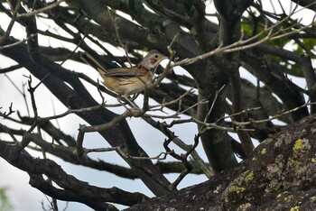 Chestnut-eared Bunting 八子ヶ峰 Sat, 7/3/2021