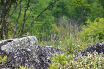 Chestnut-eared Bunting 八子ヶ峰 Sat, 7/3/2021