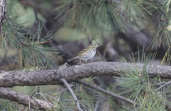 Olive-backed Pipit 和歌山城公園 Fri, 11/19/2021