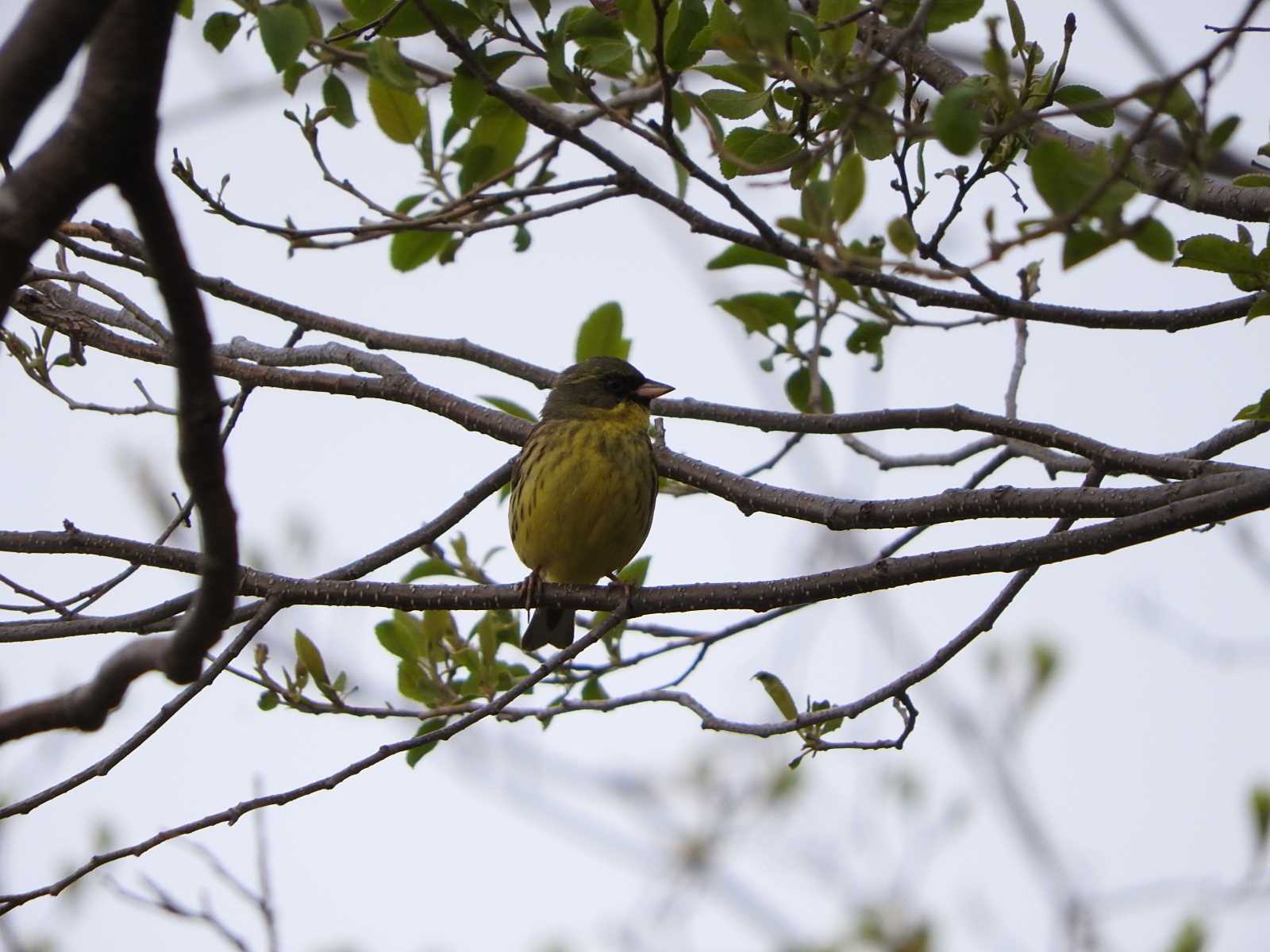 Masked Bunting