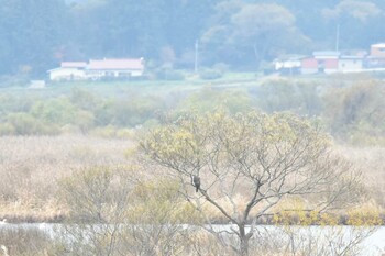 オオタカ 蕪栗沼 2021年11月15日(月)