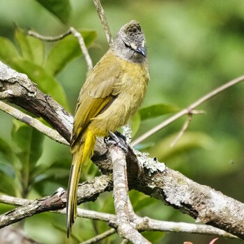 Flavescent Bulbul Phu Luang Wildlife Sanctuary Mon, 11/15/2021