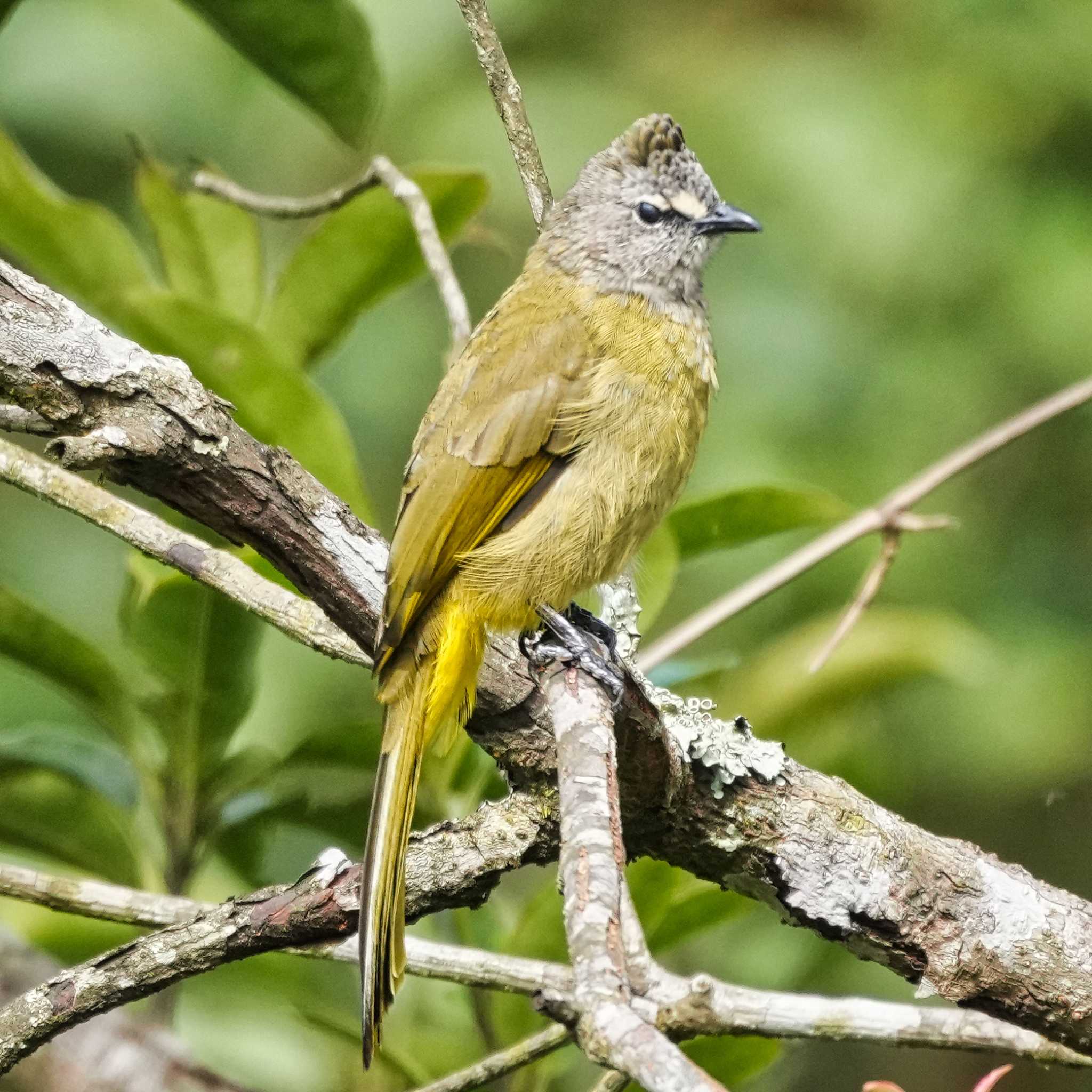 Phu Luang Wildlife Sanctuary カオジロヒヨドリの写真 by span265