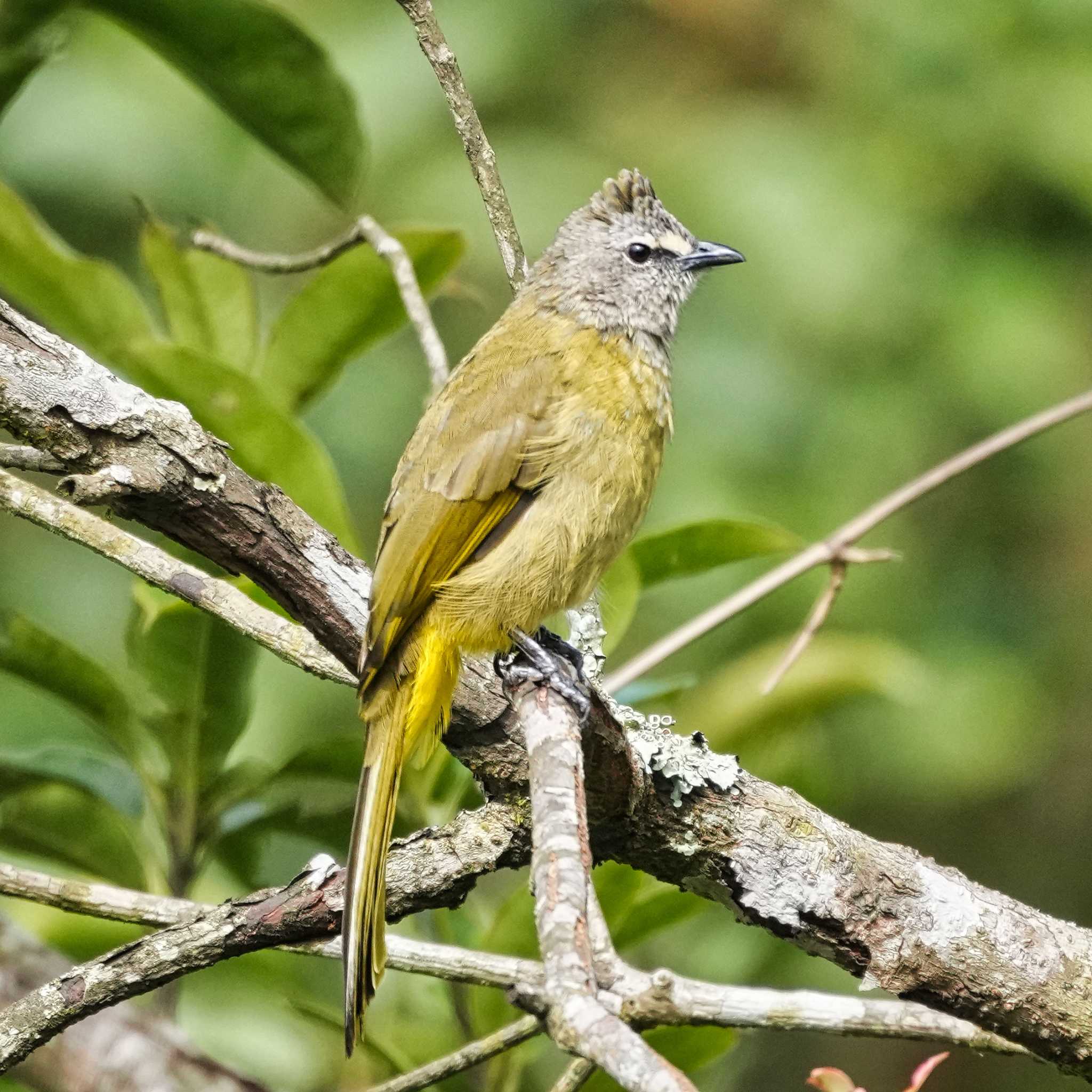 Photo of Flavescent Bulbul at Phu Luang Wildlife Sanctuary by span265