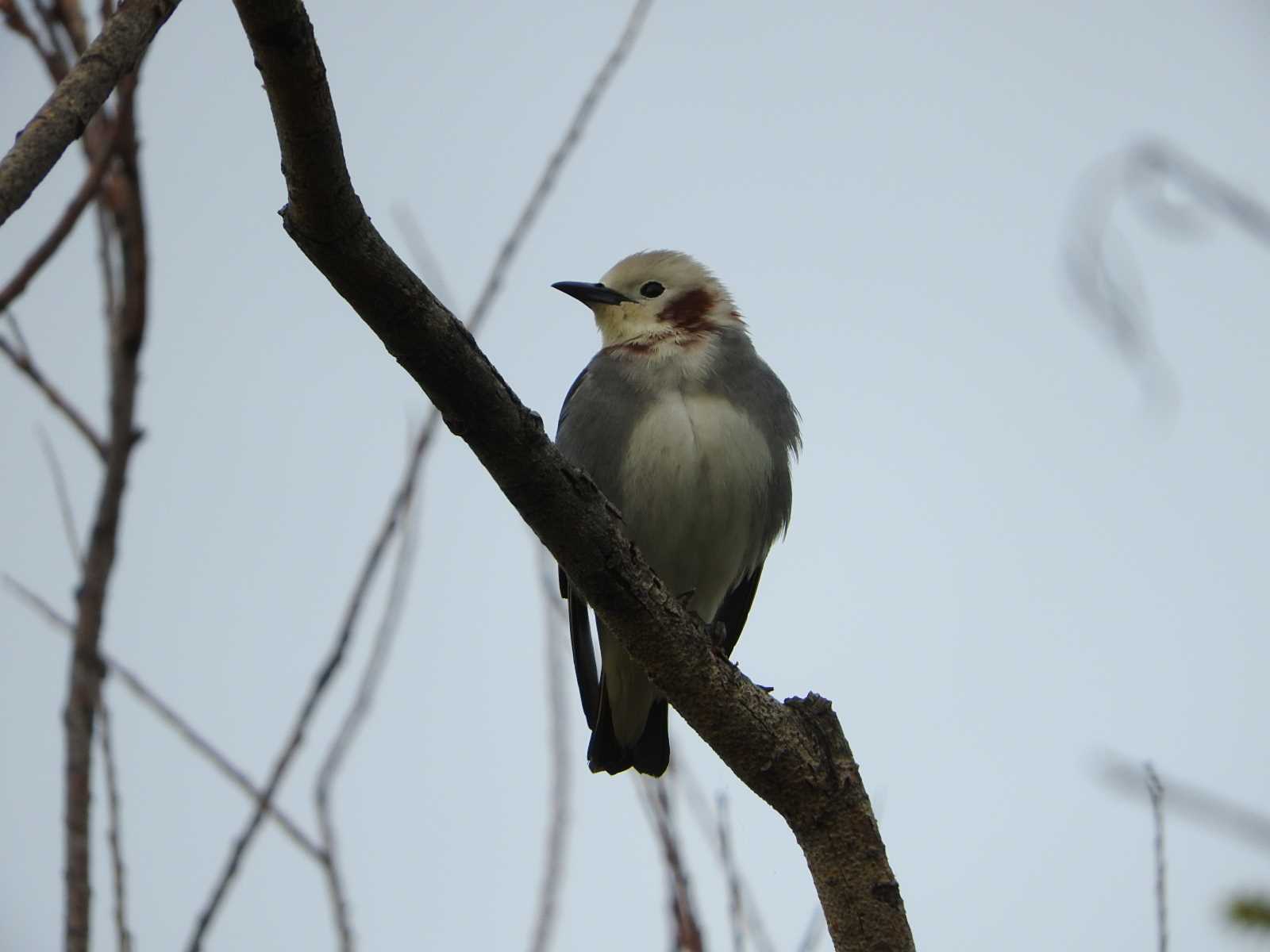 Chestnut-cheeked Starling