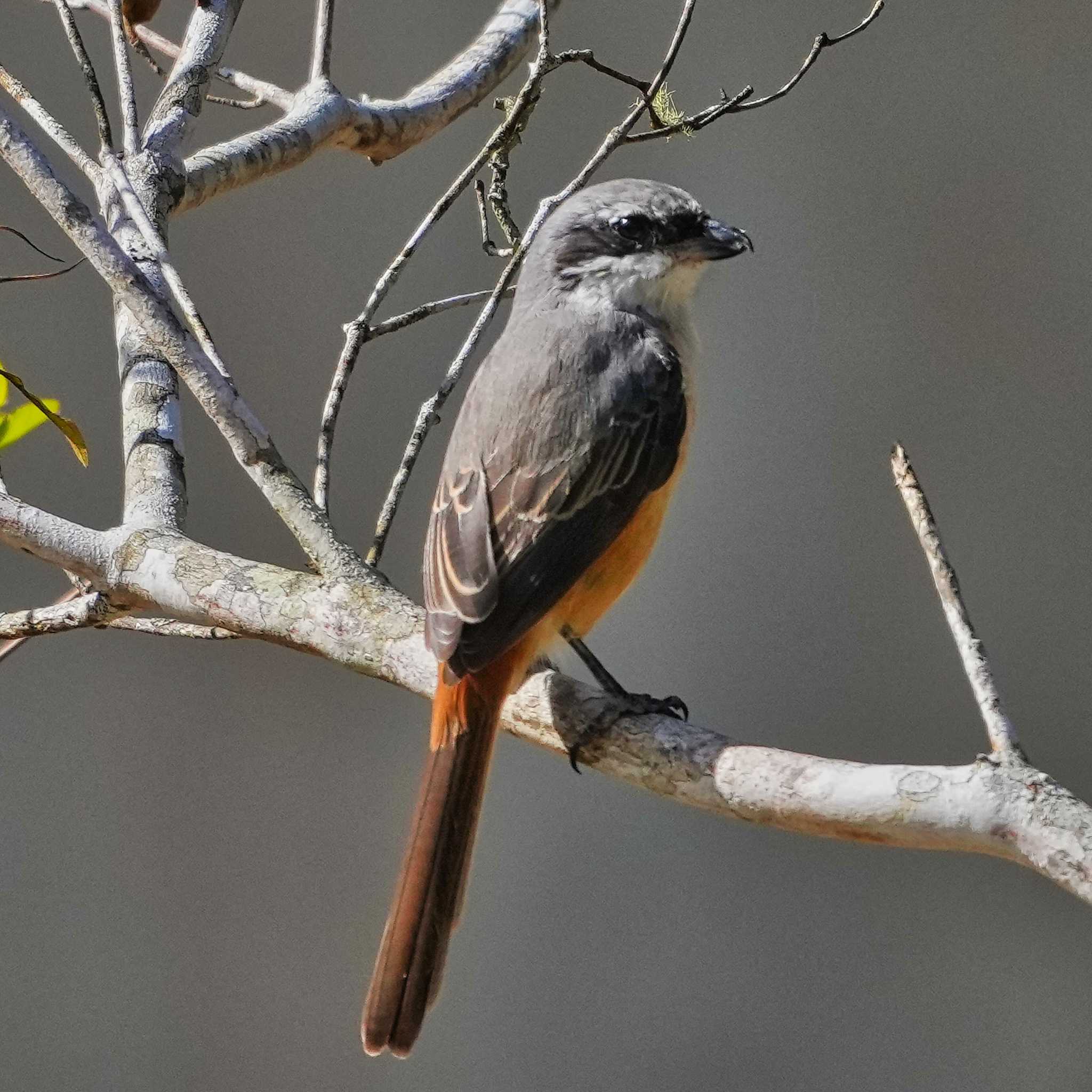 Phu Luang Wildlife Sanctuary チベットモズの写真 by span265