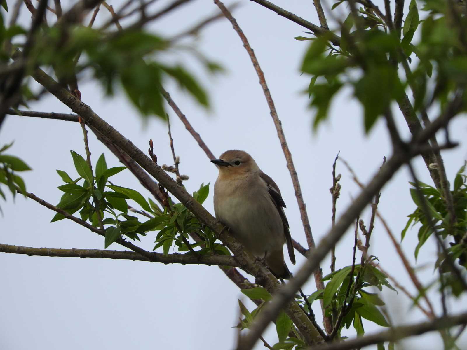 Chestnut-cheeked Starling