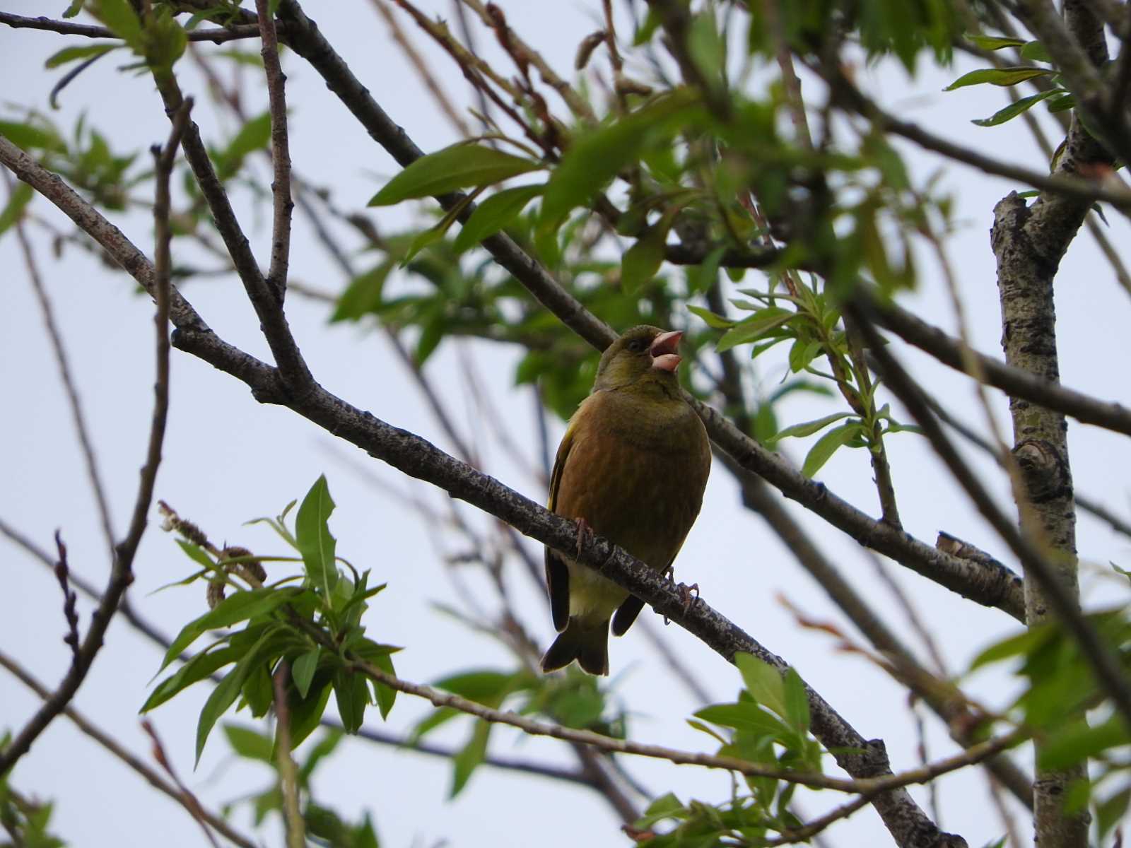 Grey-capped Greenfinch