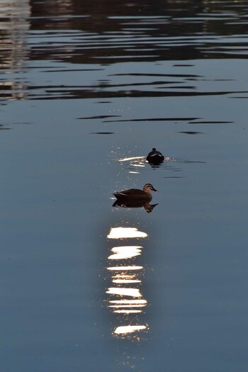 Eastern Spot-billed Duck Nagahama Park Sat, 11/20/2021