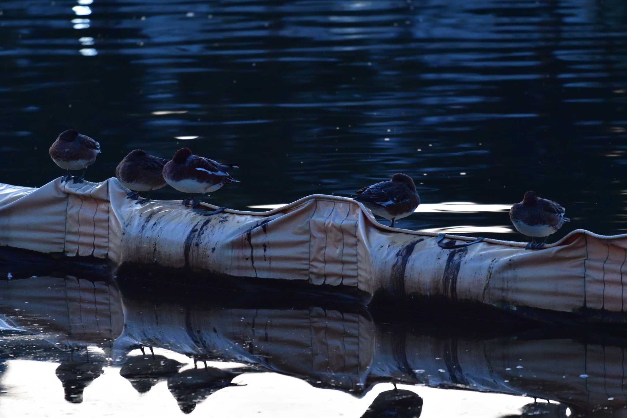 Photo of Eurasian Wigeon at Nagahama Park by やなさん