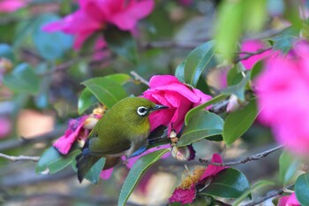 2021年11月20日(土) 長浜公園の野鳥観察記録