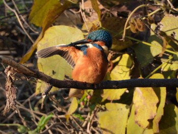 Sat, 11/20/2021 Birding report at 佐鳴湖