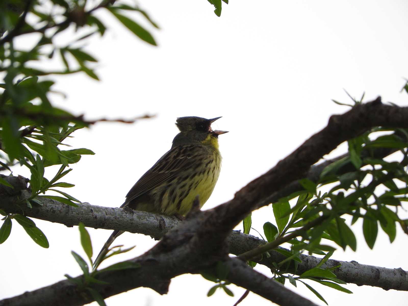 Masked Bunting