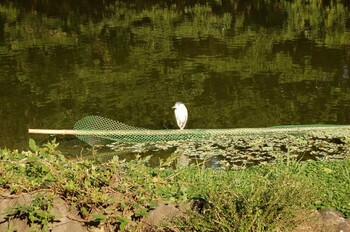 ゴイサギ 大安森林公園 撮影日未設定