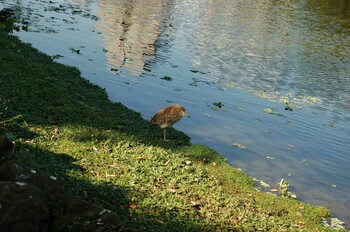 ゴイサギ 大安森林公園 撮影日未設定