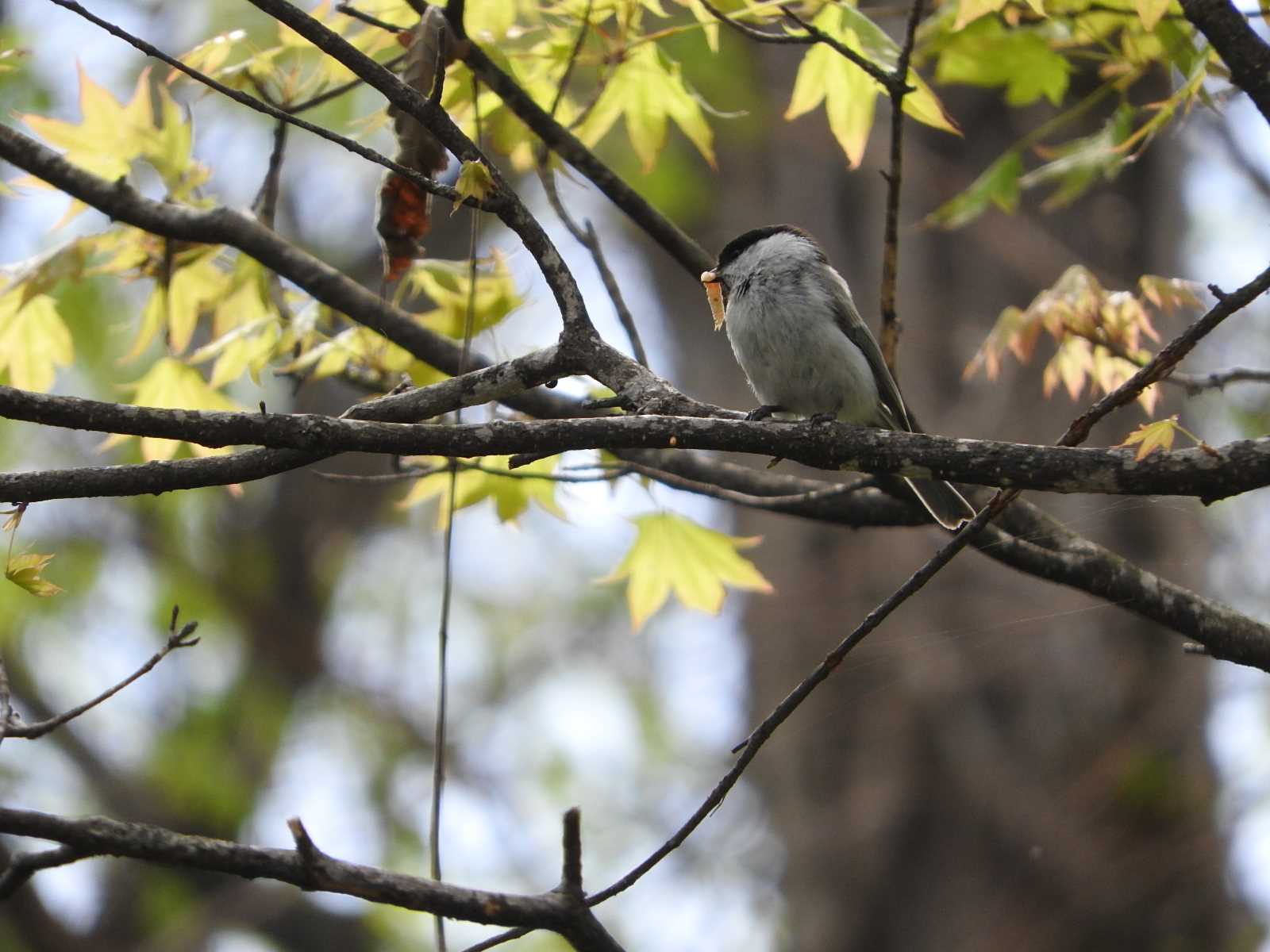 Untitled Photo by ぴよお