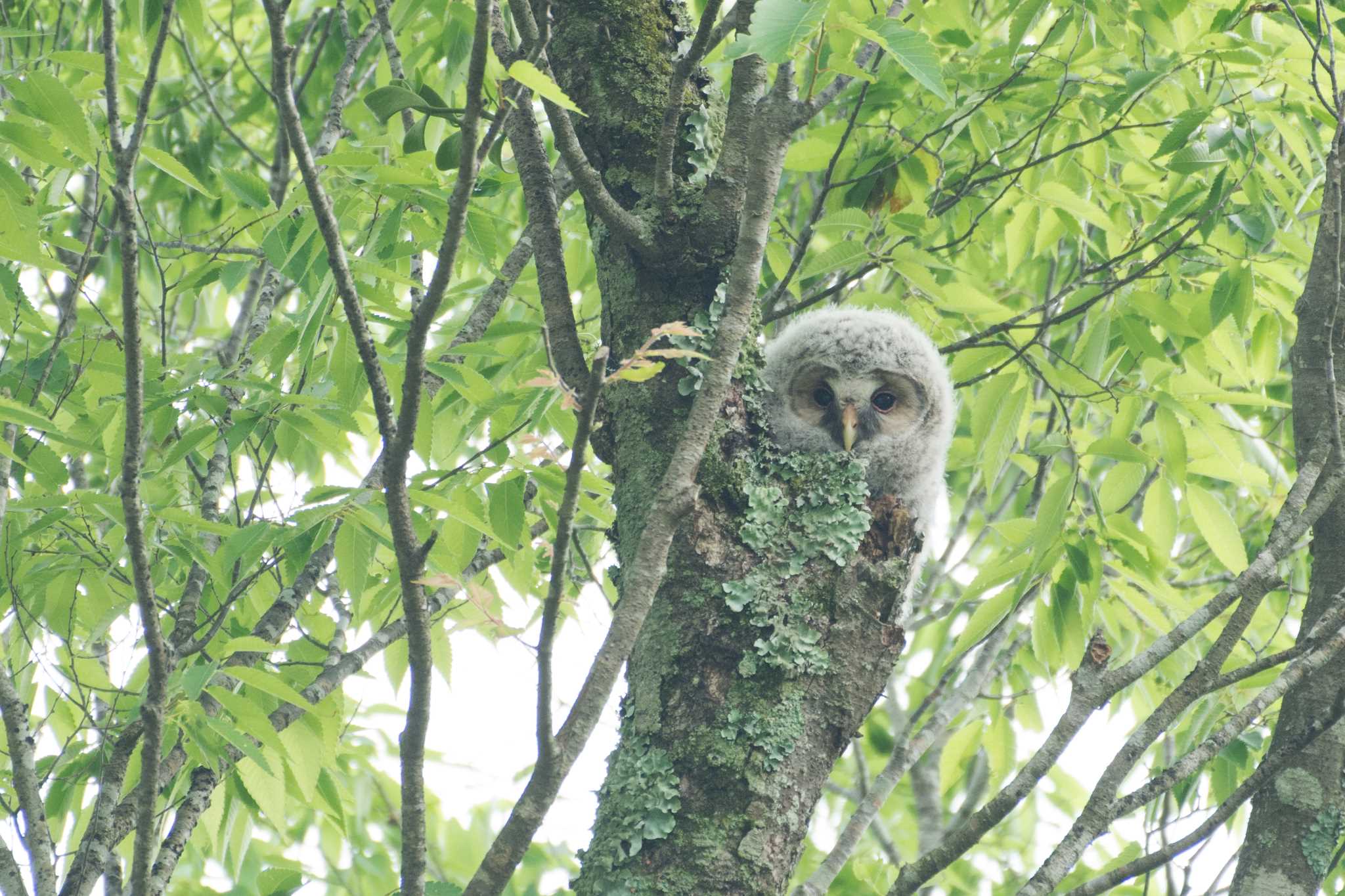 大阪府能勢町 フクロウの写真 by 倶利伽羅