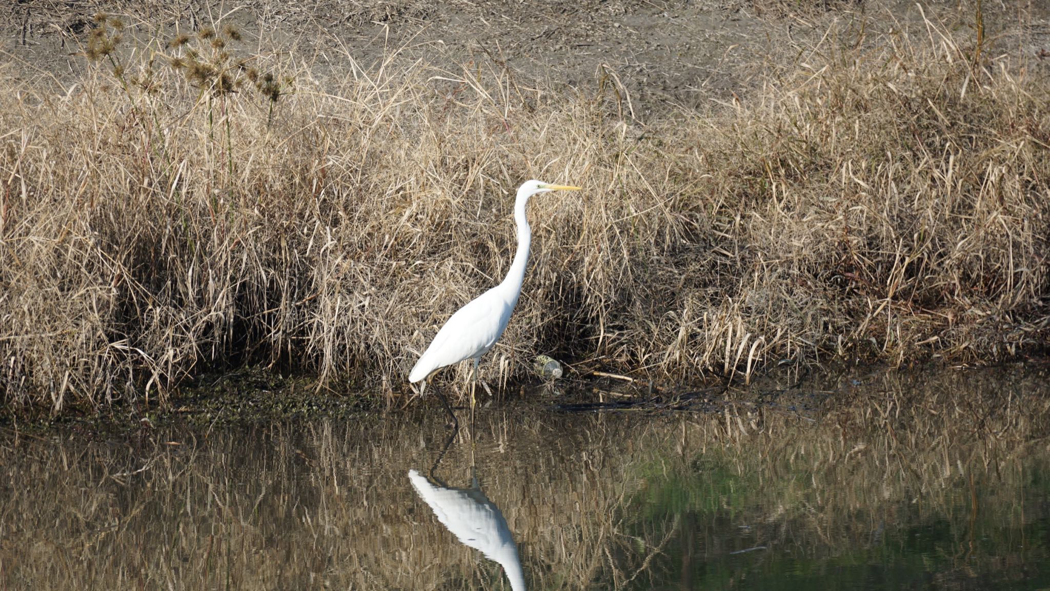 ダイサギ