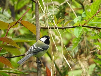 シジュウカラ 嵐山公園 2017年5月14日(日)