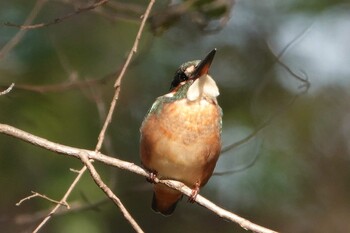 カワセミ 秋ヶ瀬公園 2021年11月20日(土)