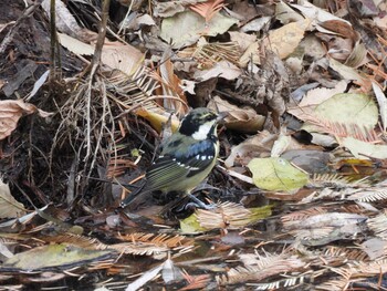 2021年11月20日(土) 朝陽公園(北京)の野鳥観察記録