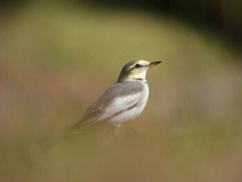 2021年11月13日(土) 北の丸公園の野鳥観察記録