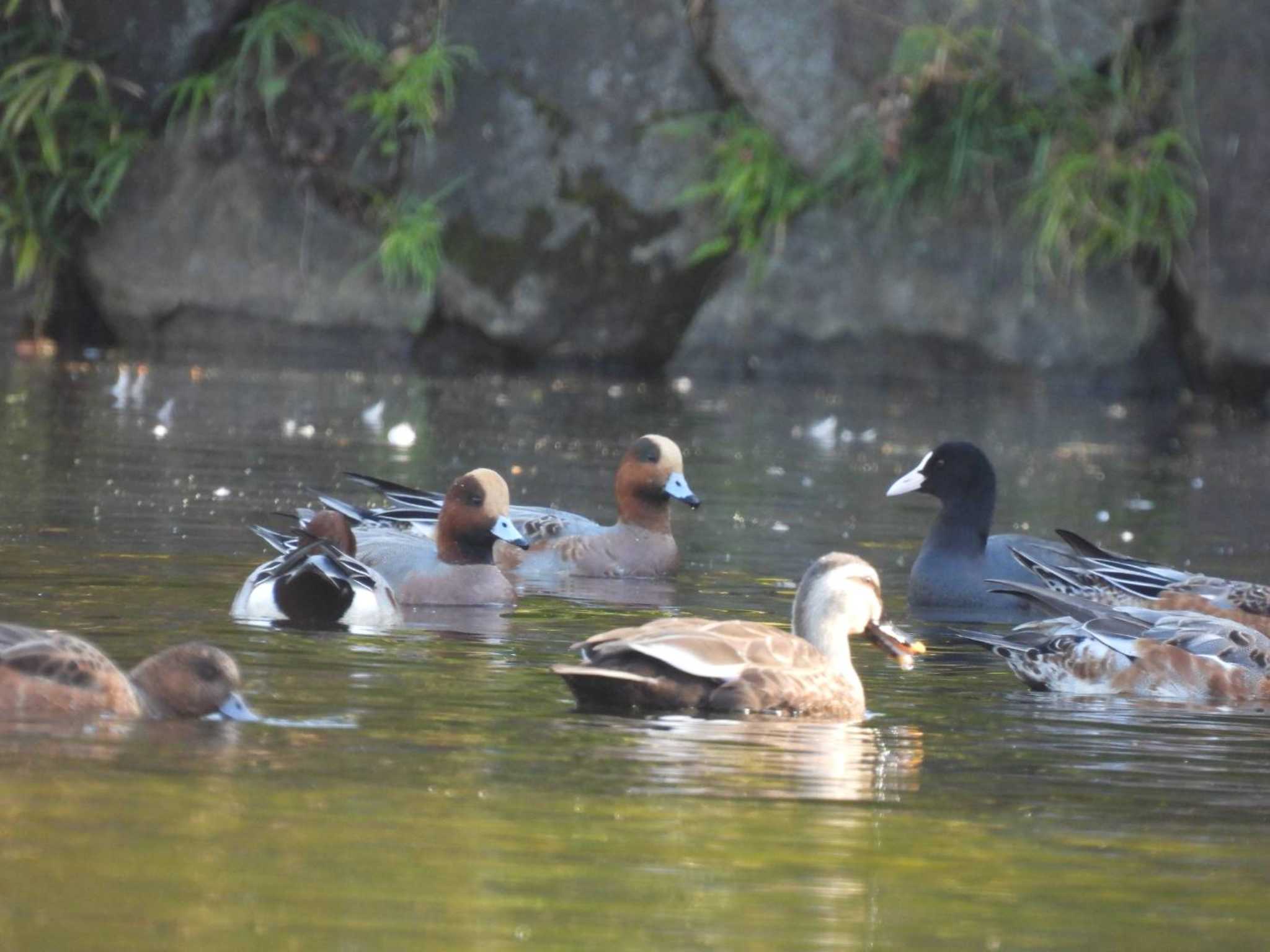 北の丸公園 ヒドリガモの写真 by TGUISS生の野鳥記