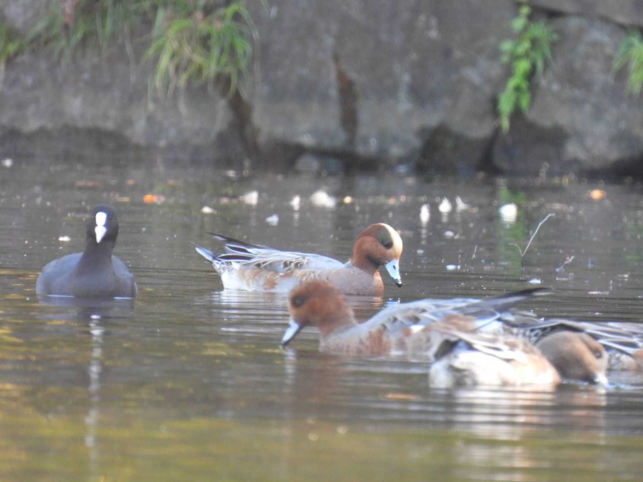 北の丸公園 ヒドリガモの写真 by TGUISS生の野鳥記