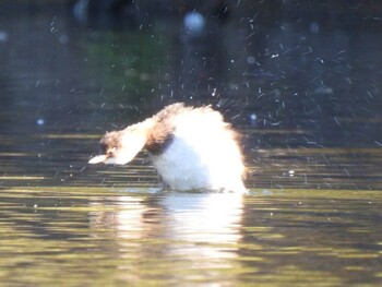 カイツブリ 北の丸公園 2021年11月13日(土)