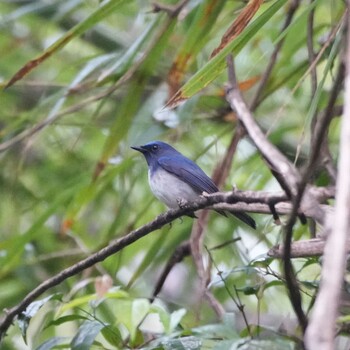 2021年11月18日(木) Nam Nao National Parkの野鳥観察記録