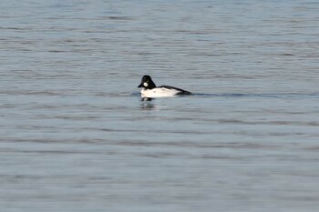 Common Goldeneye Kiritappu Wetland Mon, 11/15/2021