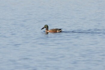 Northern Shoveler Kiritappu Wetland Mon, 11/15/2021