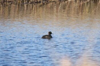 Greater Scaup 厚岸 Mon, 11/15/2021